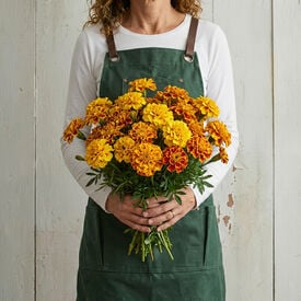 Flamenco, Marigold Seeds